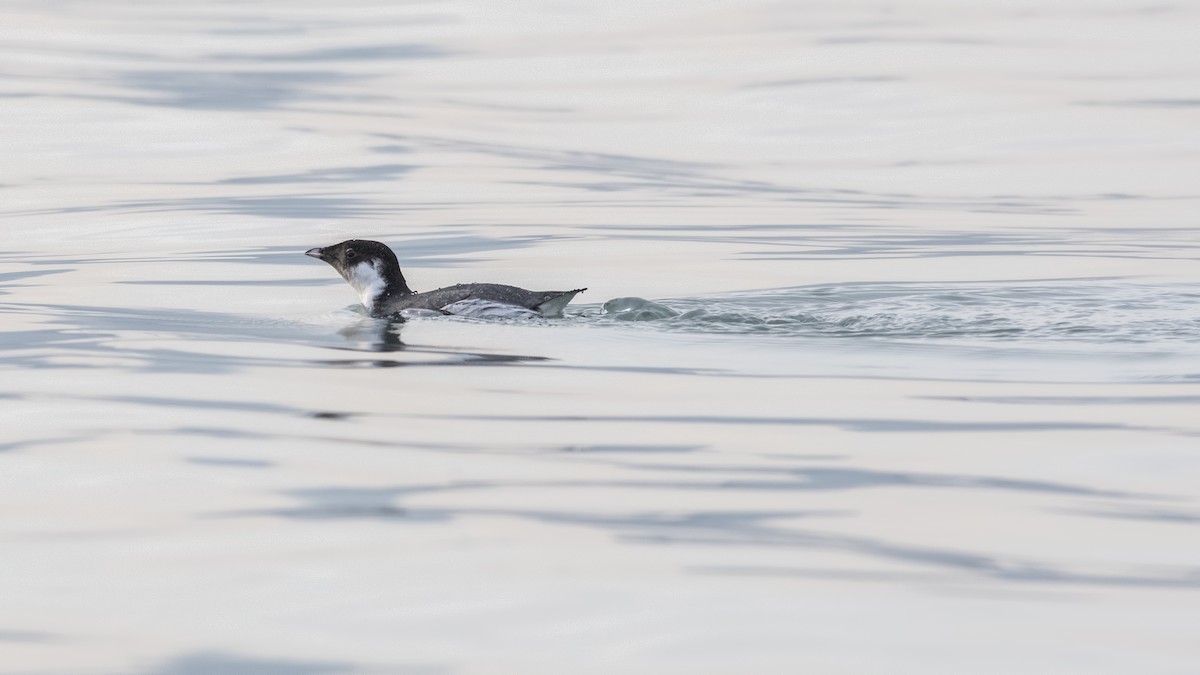 Ancient Murrelet - ML278888241