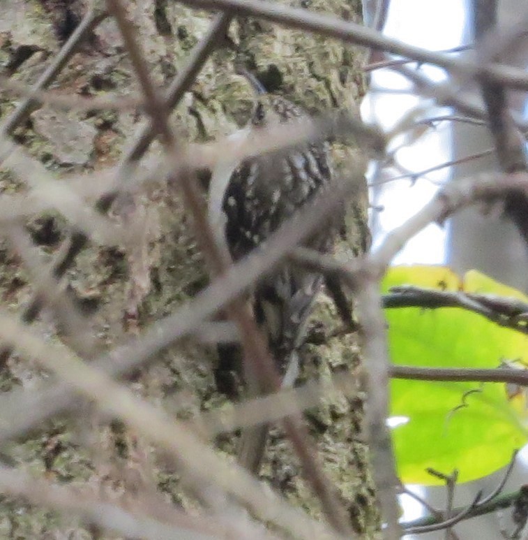 Brown Creeper - Carole Gall