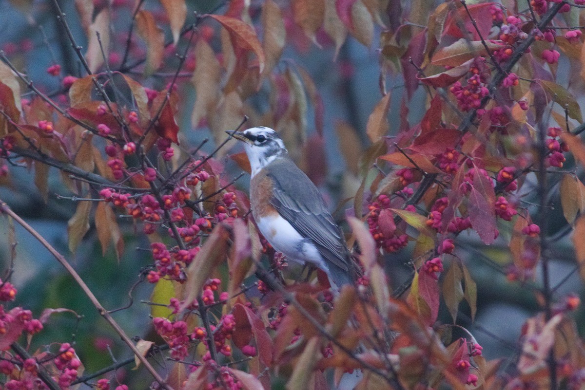 American Robin - ML278891711