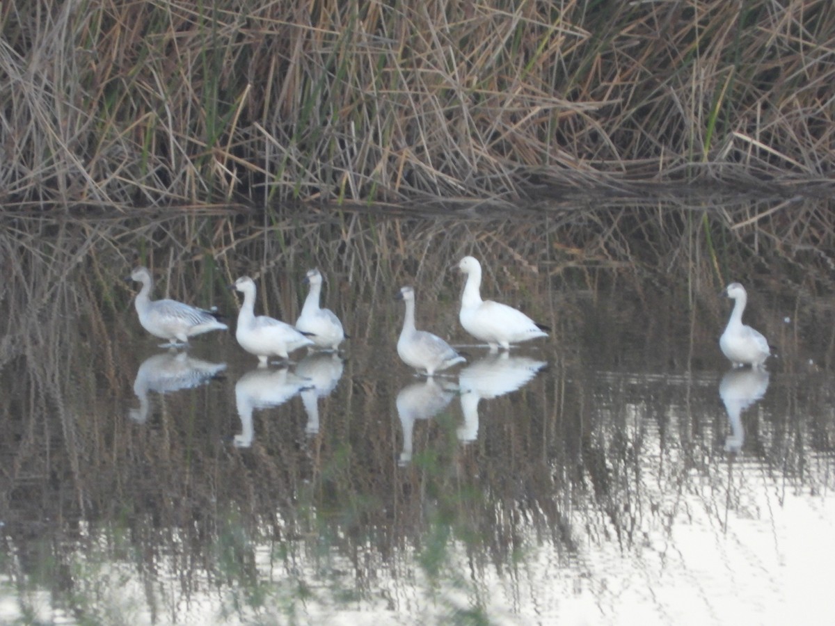 Snow Goose - ML278893021