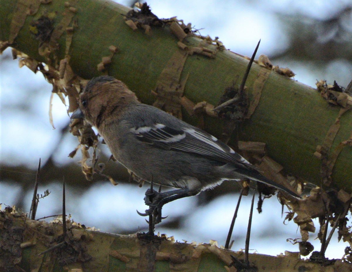 Red-throated Tit - ML278893031