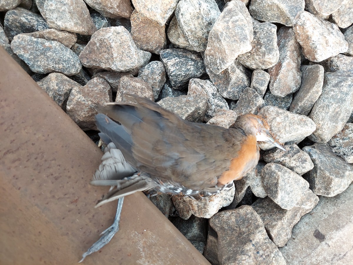 Slaty-legged Crake - ML278893181