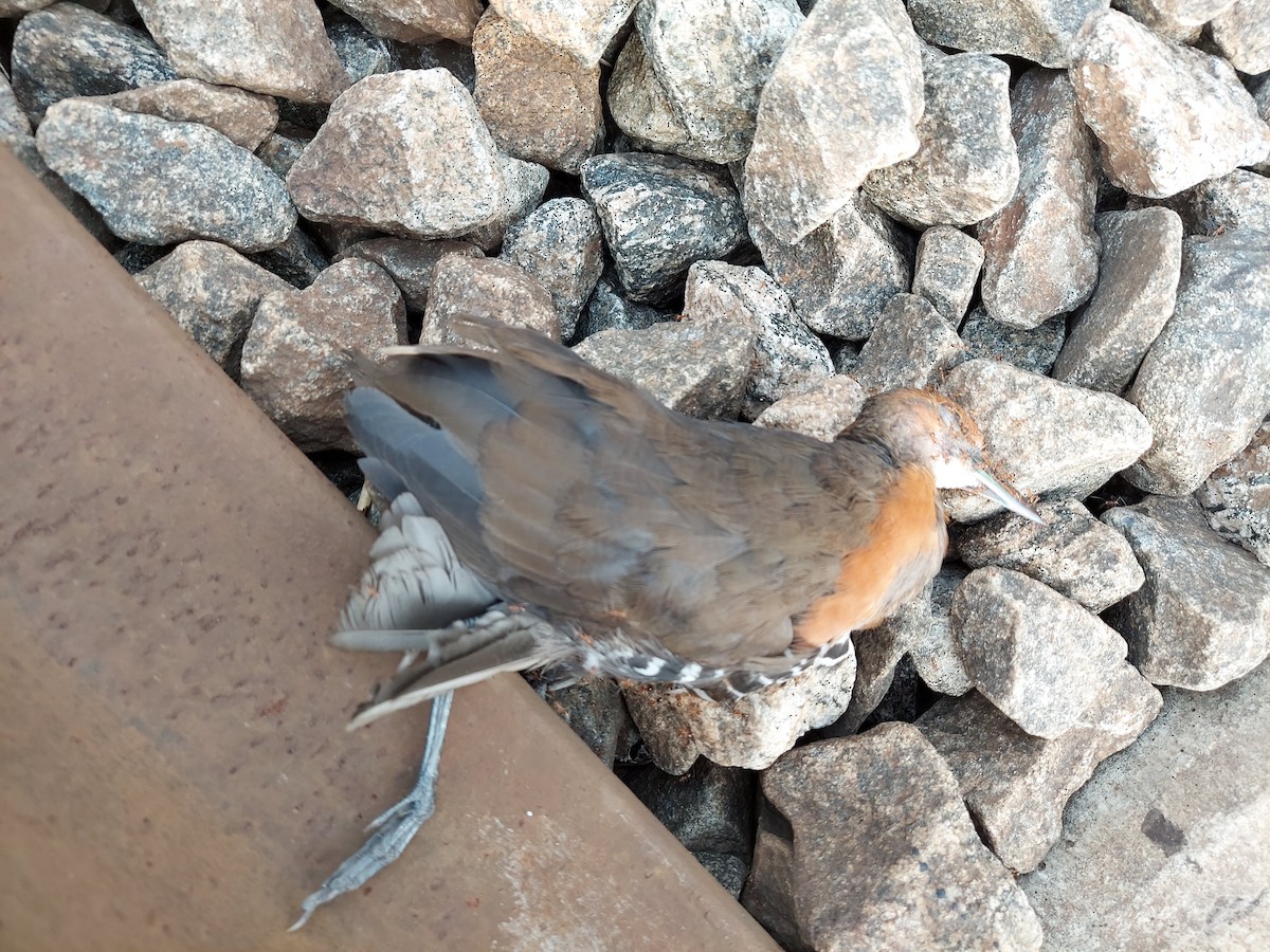 Slaty-legged Crake - ML278893211