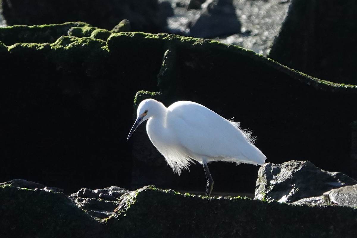 Snowy Egret - ML278895381