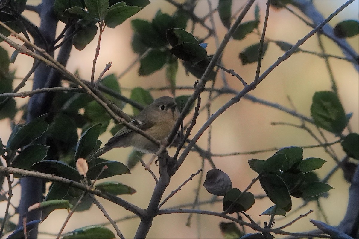 Ruby-crowned Kinglet - ML278896421