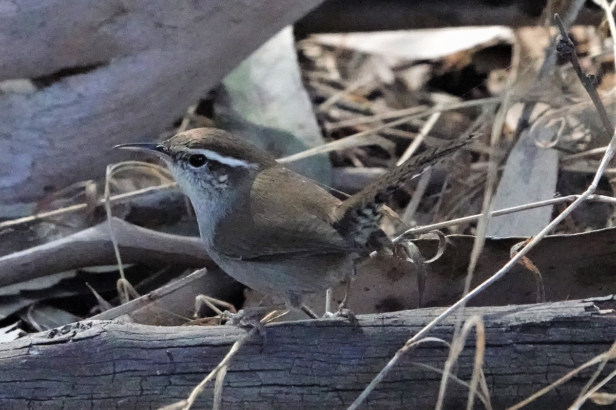 Bewick's Wren - ML278896631