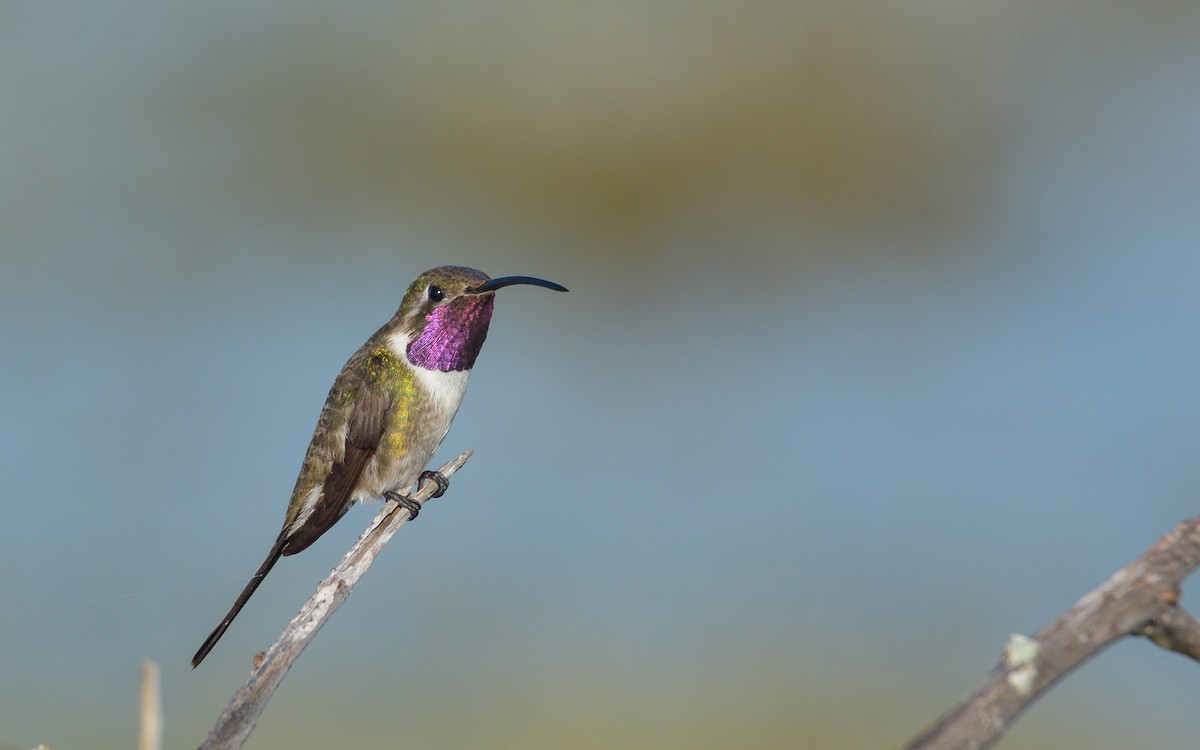 Mexican Sheartail - Luis Trinchan
