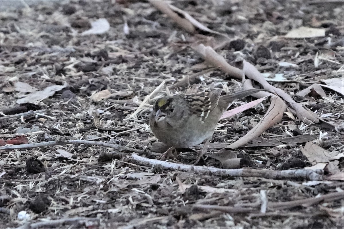 Golden-crowned Sparrow - ML278897181