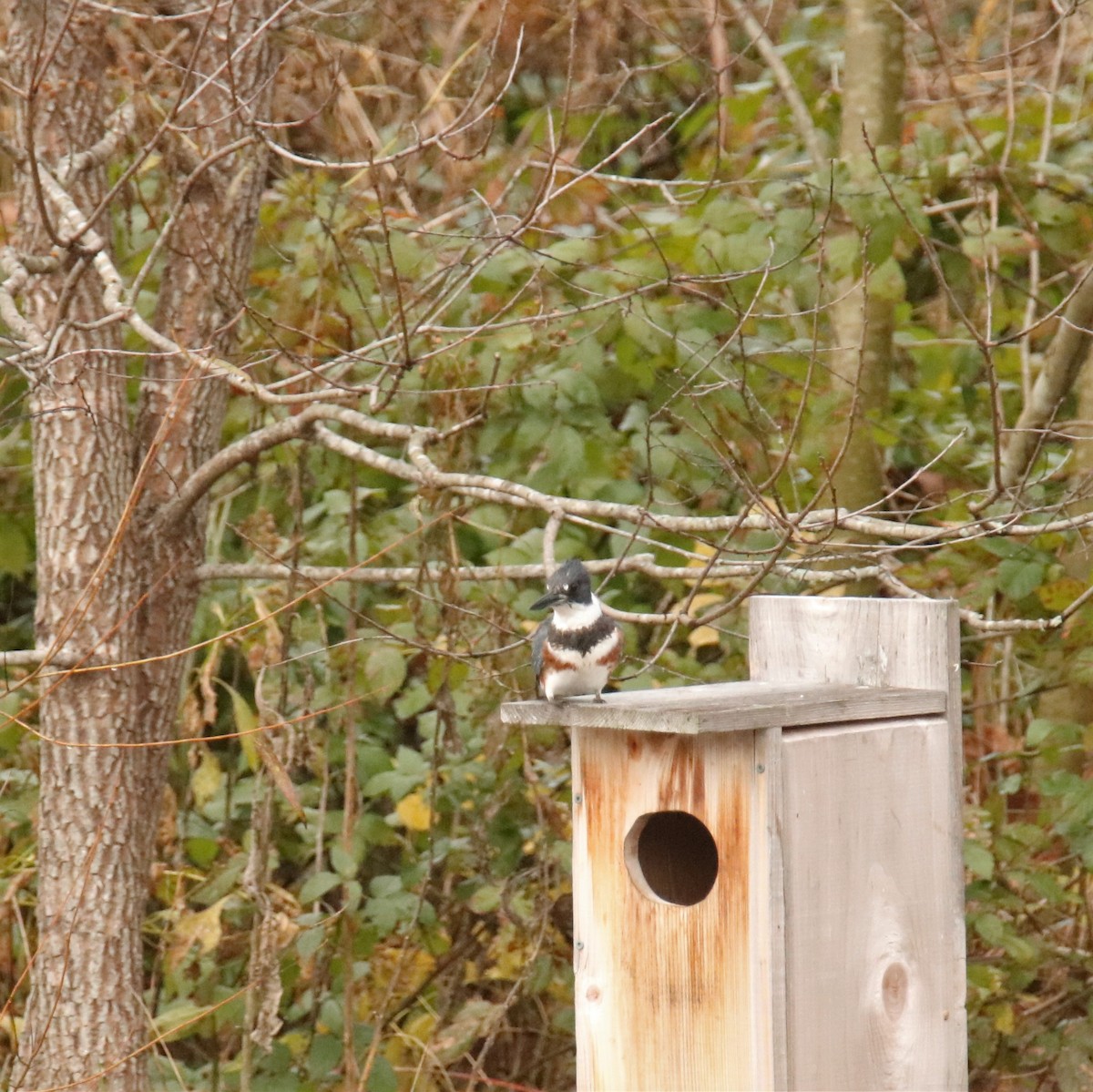 Belted Kingfisher - ML278899341