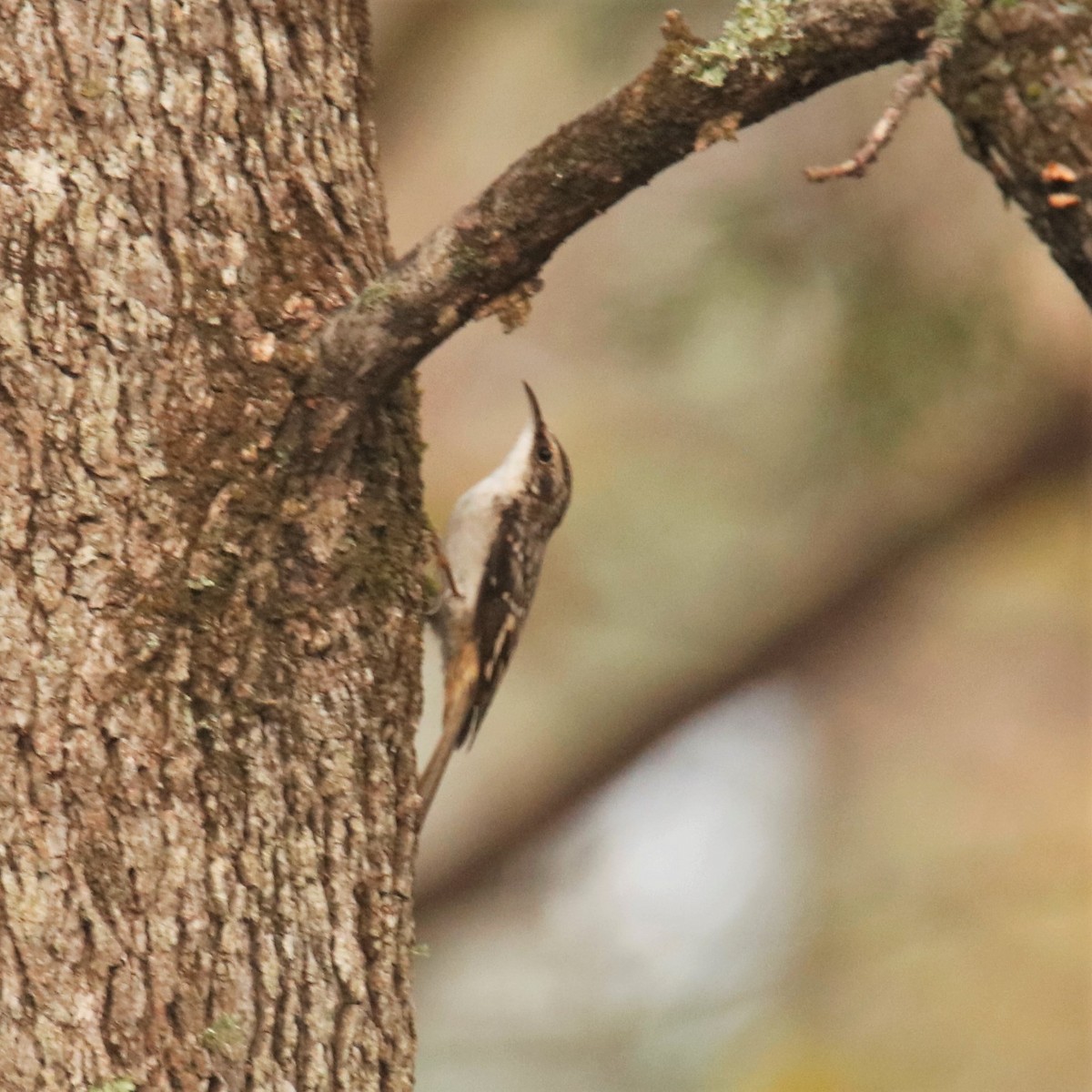 Brown Creeper - ML278899571