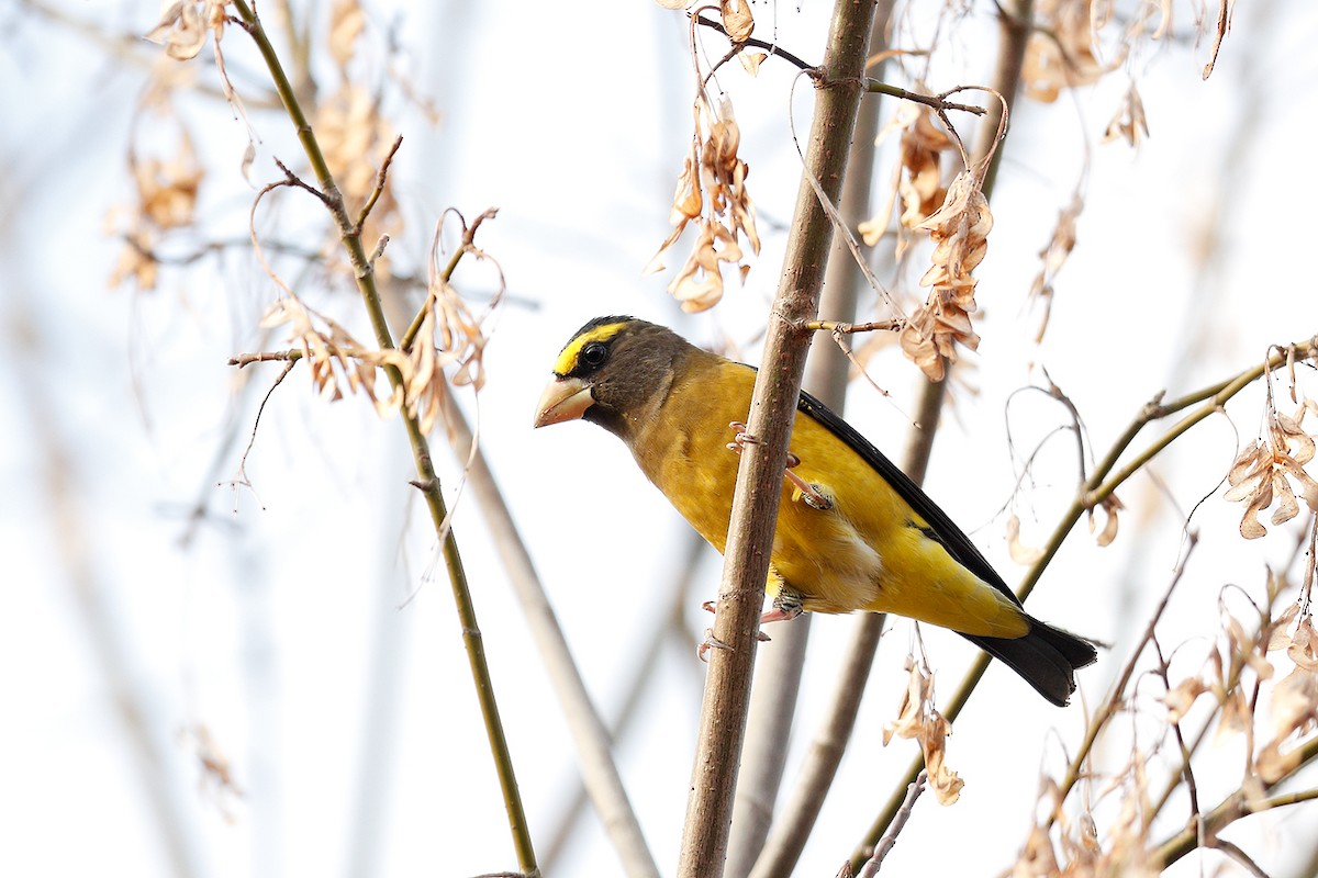 Evening Grosbeak - ML278899721