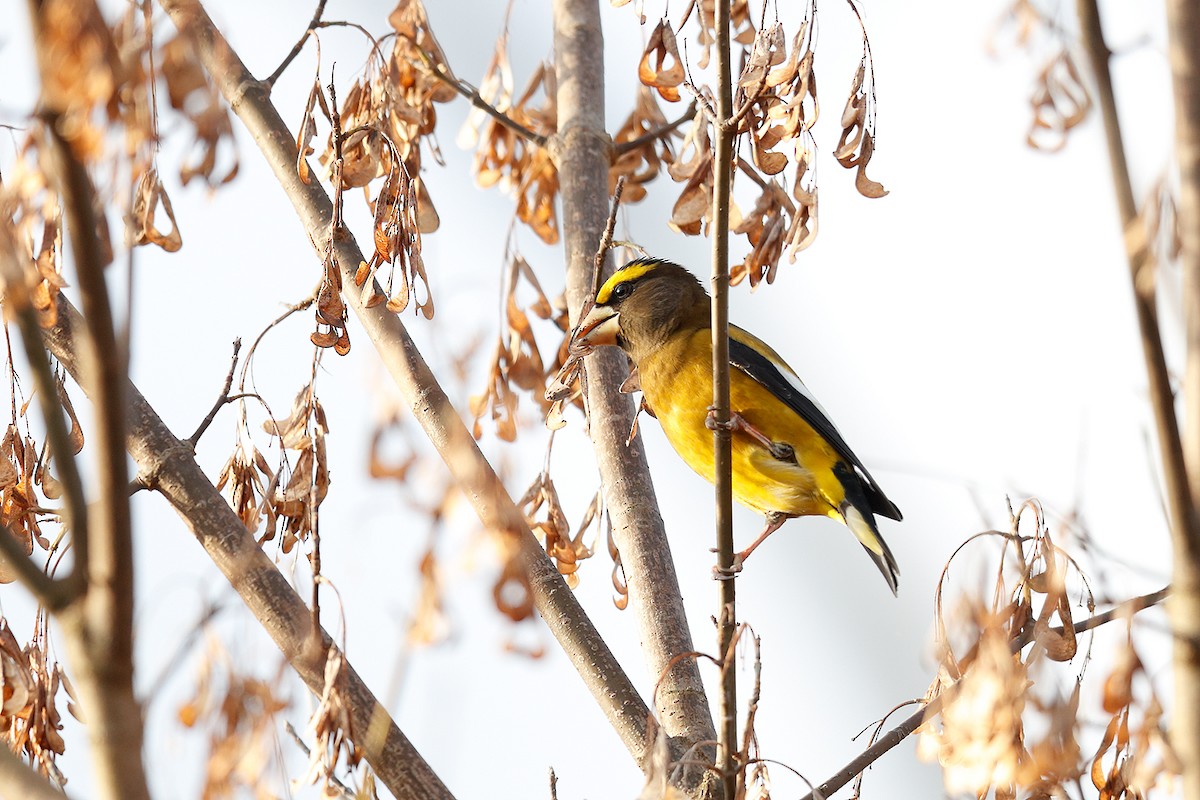 Evening Grosbeak - ML278899751