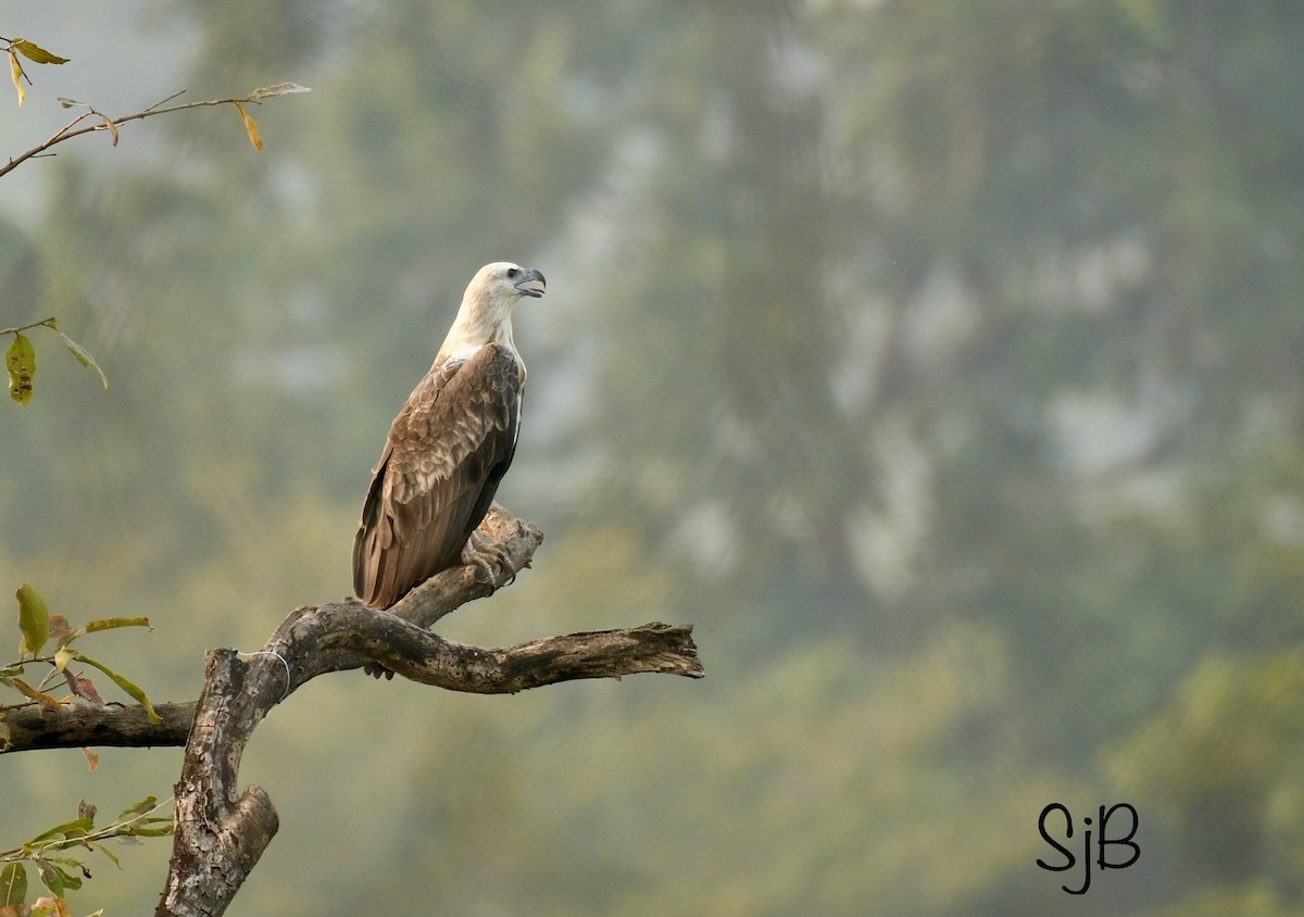 White-bellied Sea-Eagle - ML278899831