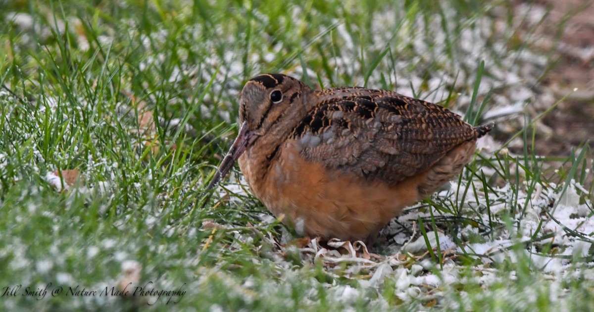 American Woodcock - ML278899881