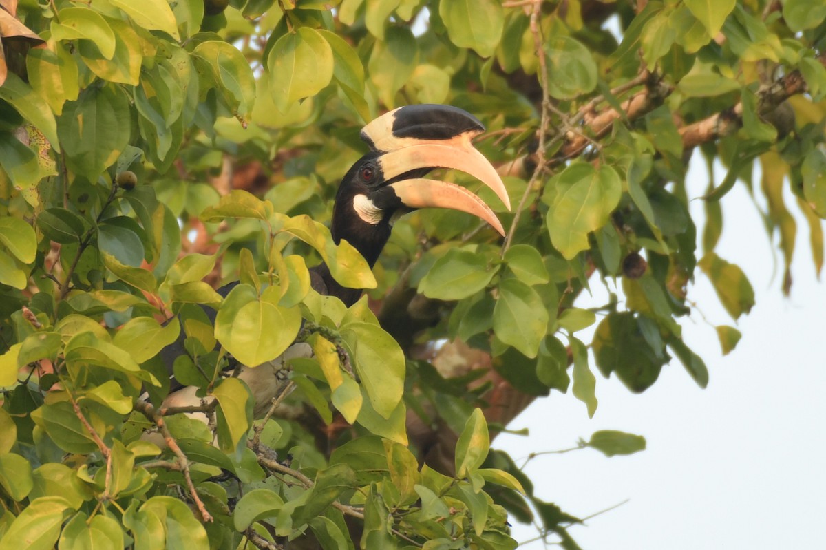 Malabar Pied-Hornbill - Surajprakash B