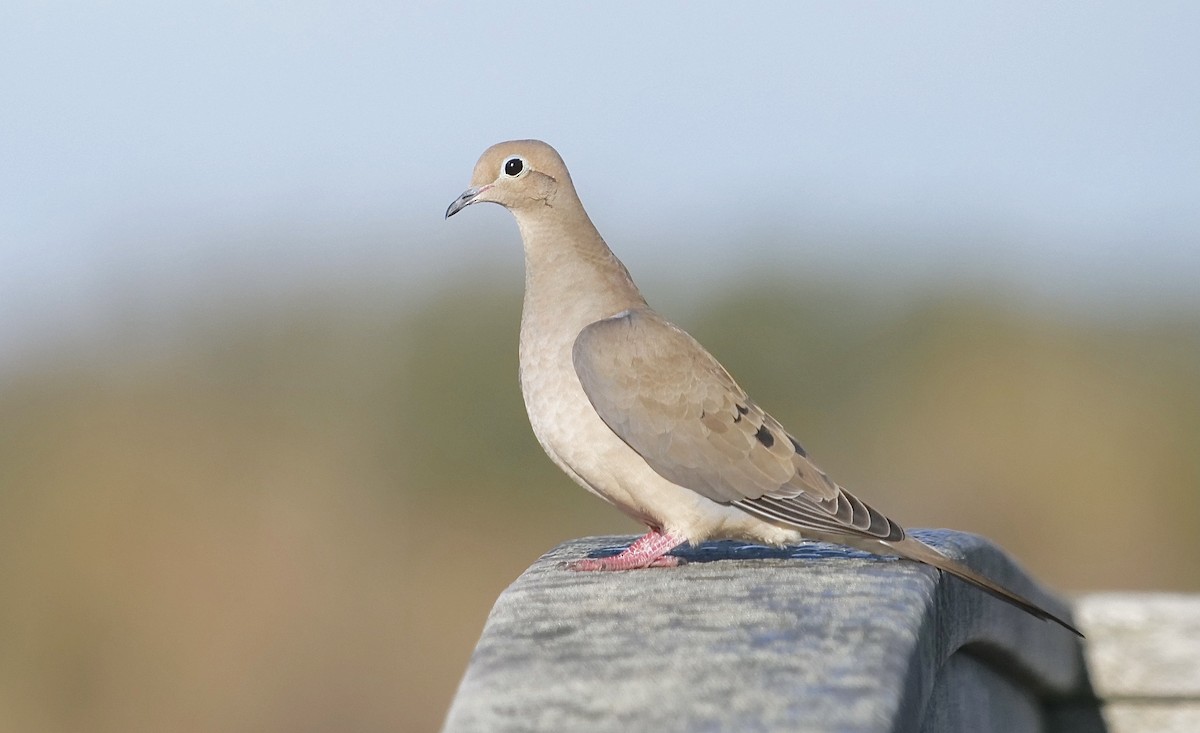 Mourning Dove - ML278900481