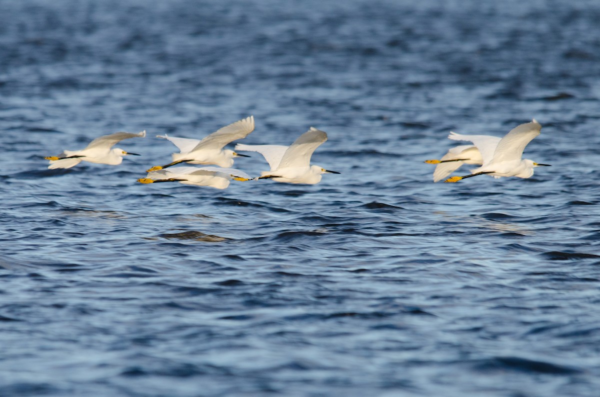 Snowy Egret - ML278901521