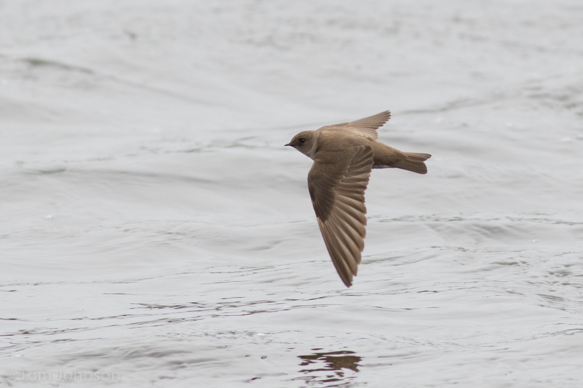 Northern Rough-winged Swallow - Tom Johnson