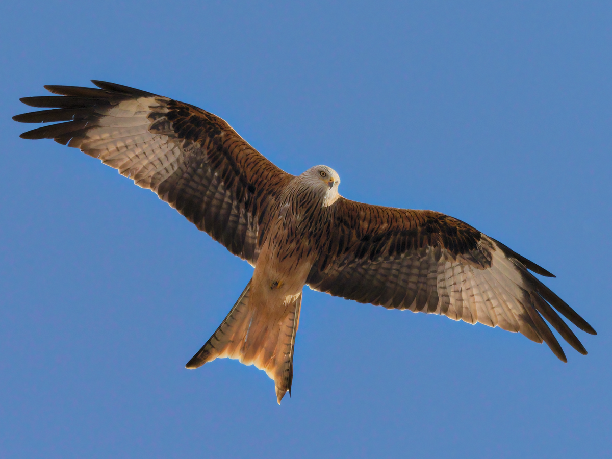 Red Kite - ML278906761