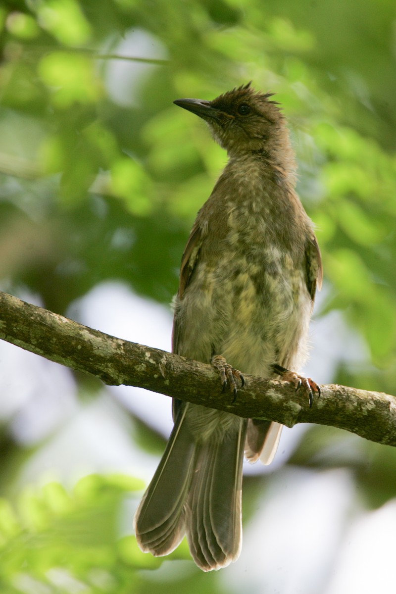 Malagasy Bulbul - ML278907171