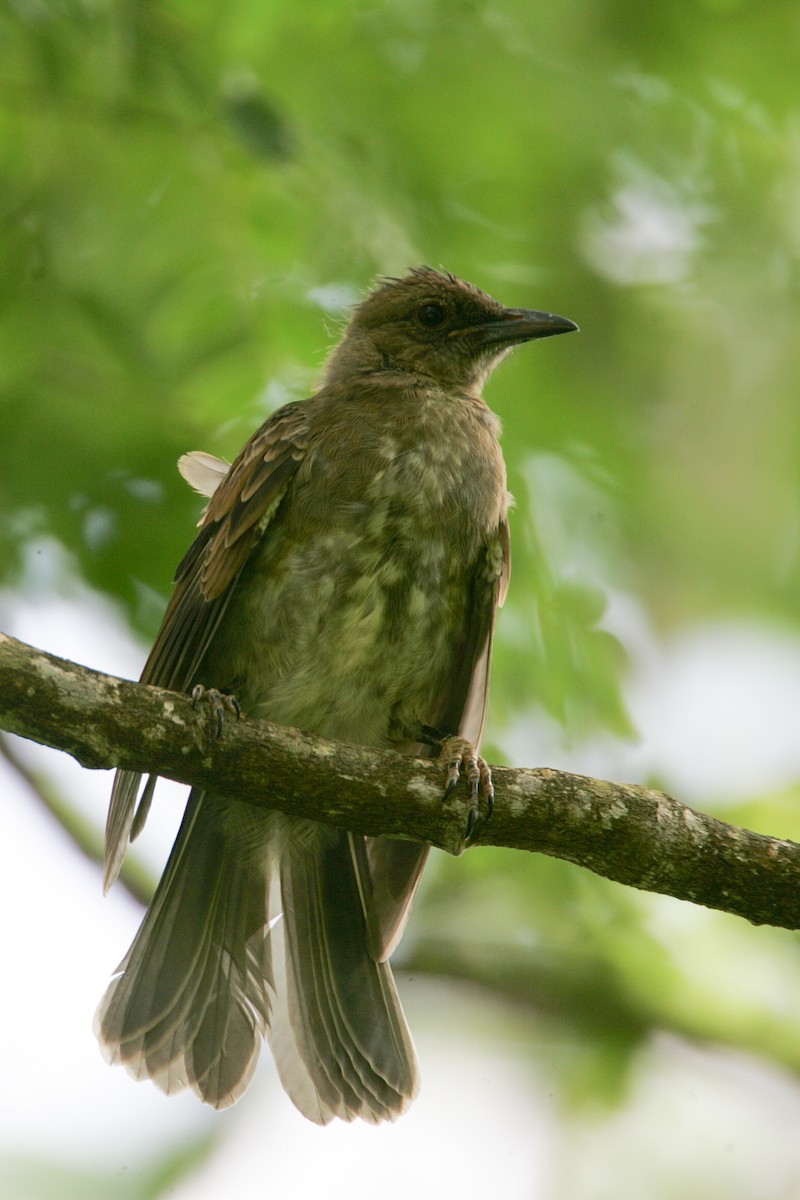 Malagasy Bulbul - ML278907181