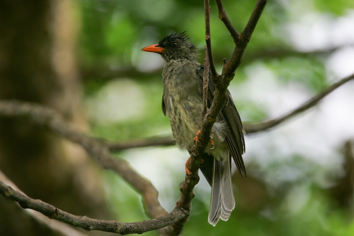 Malagasy Bulbul - ML278907191