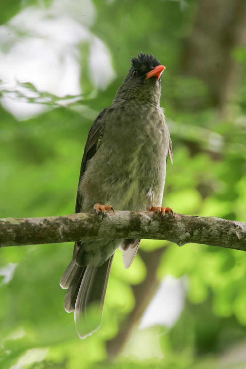 Malagasy Bulbul - ML278907231