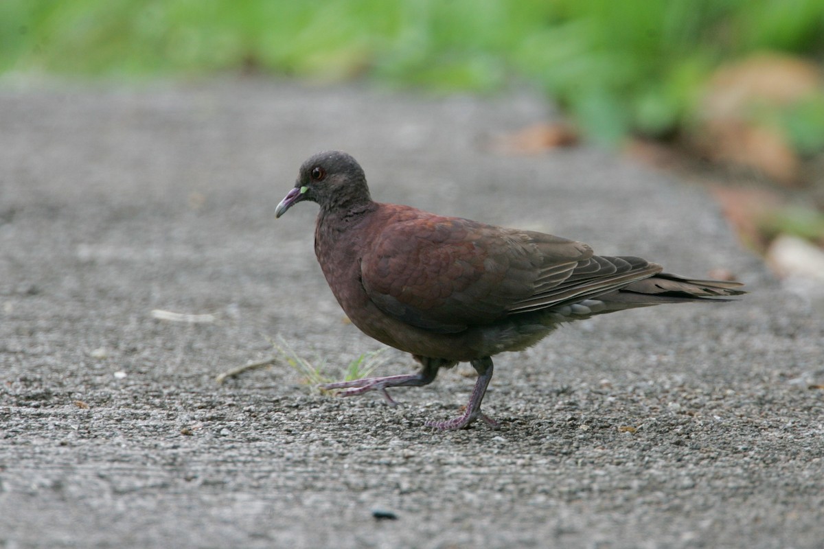 Malagasy Turtle-Dove - ML278907271