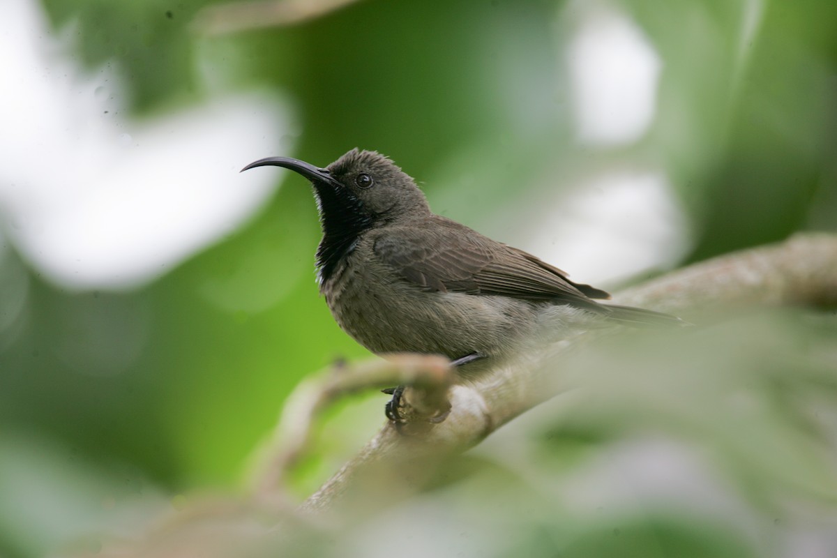 Seychelles Sunbird - ML278907631