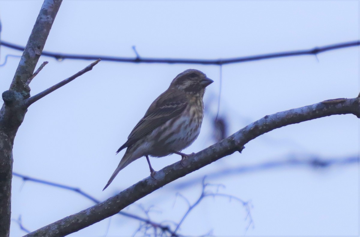 Purple Finch - ML278910161