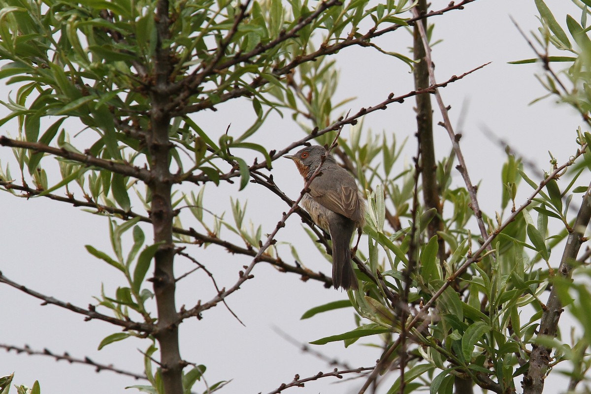 Western/Eastern Subalpine Warbler - ML27891081