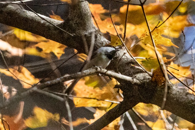 Carolina Chickadee - ML278911331