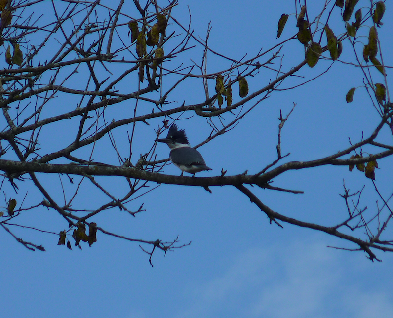 Belted Kingfisher - Paul Heveran