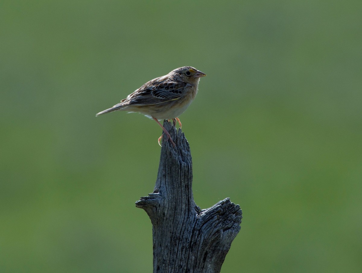 Grasshopper Sparrow - ML27891281
