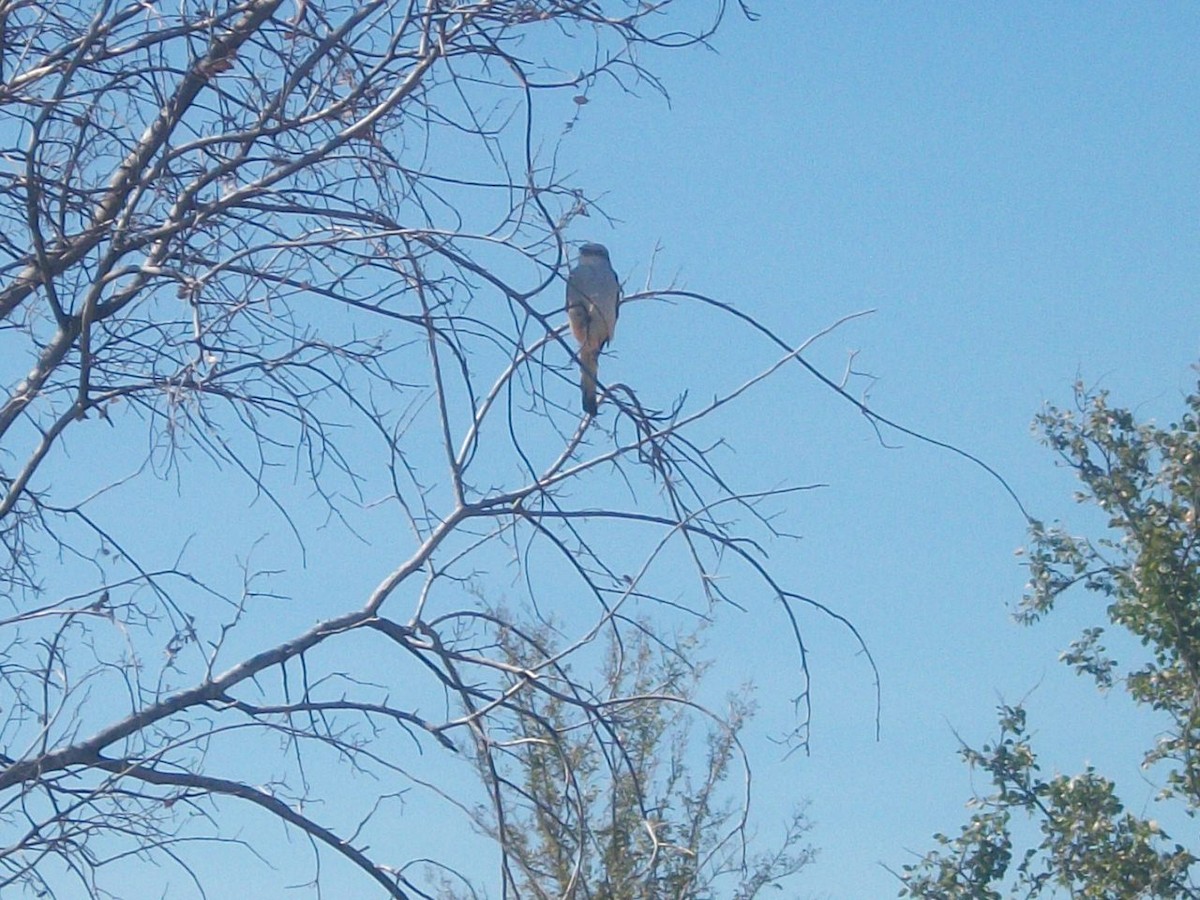 Scissor-tailed Flycatcher - ML27891301