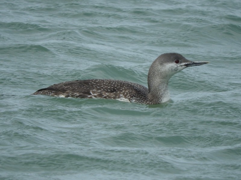 Red-throated Loon - ML27891341