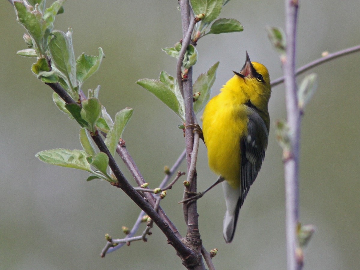 Blauflügel-Waldsänger - ML27891411