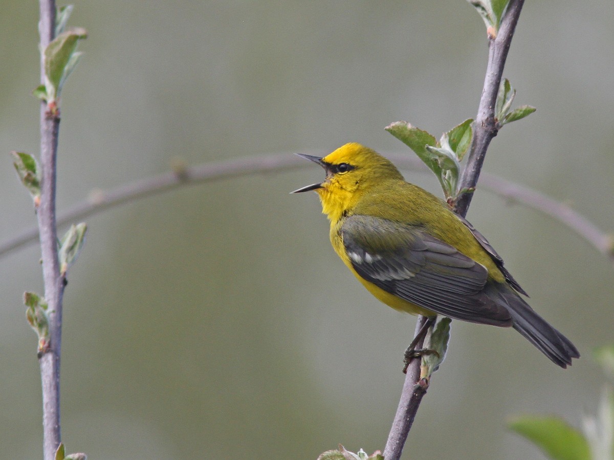 Blue-winged Warbler - Larry Therrien