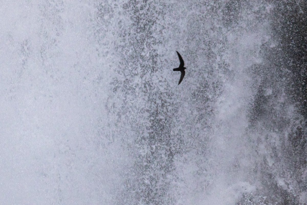 Black Swift - Tim Ludwick