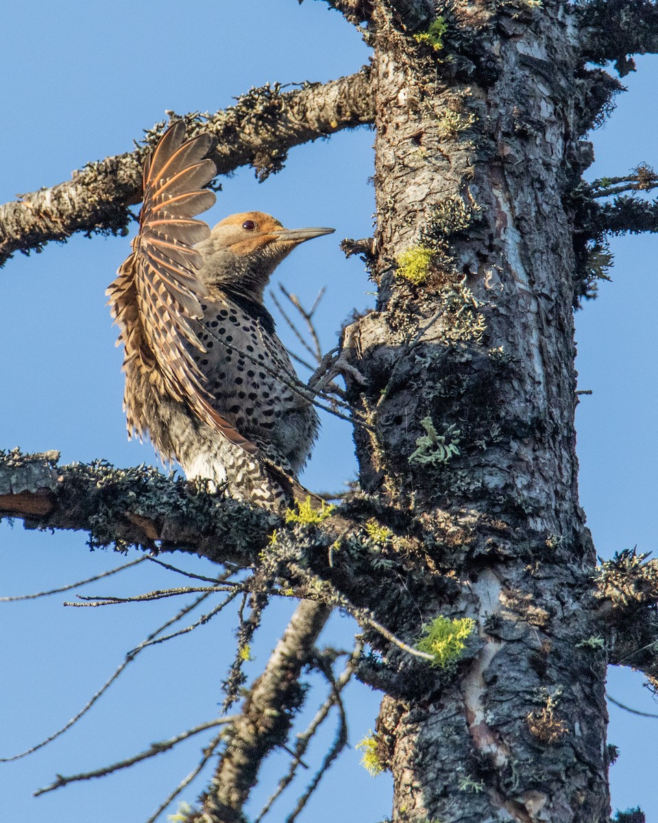 Northern Flicker (Red-shafted) - ML278914281