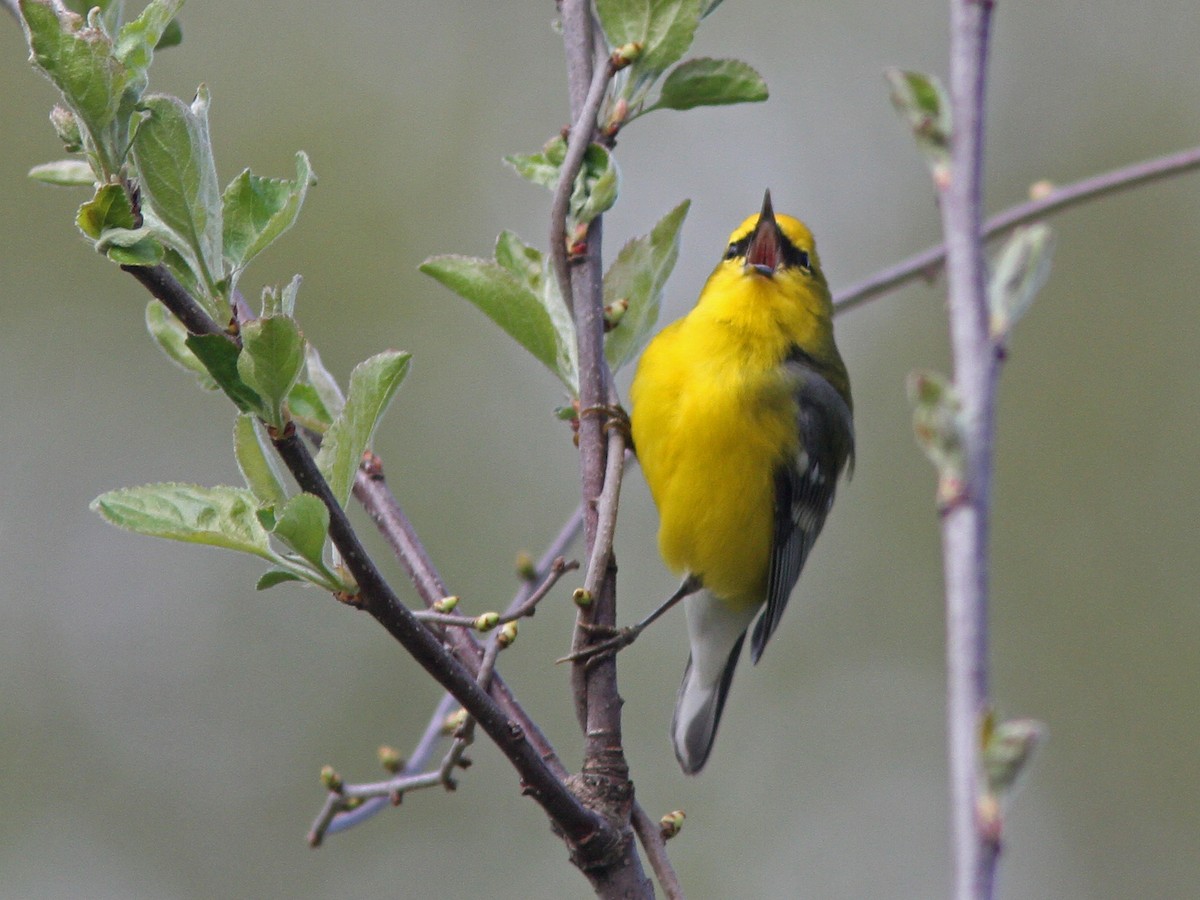 Blauflügel-Waldsänger - ML27891431