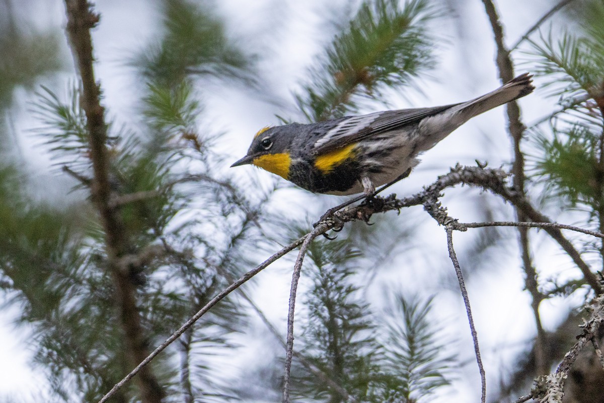 Yellow-rumped Warbler (Audubon's) - ML278914311