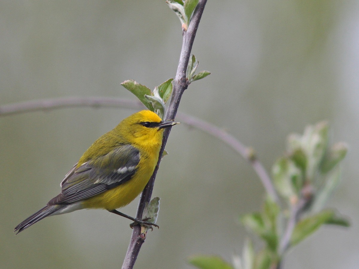 Blue-winged Warbler - ML27891461