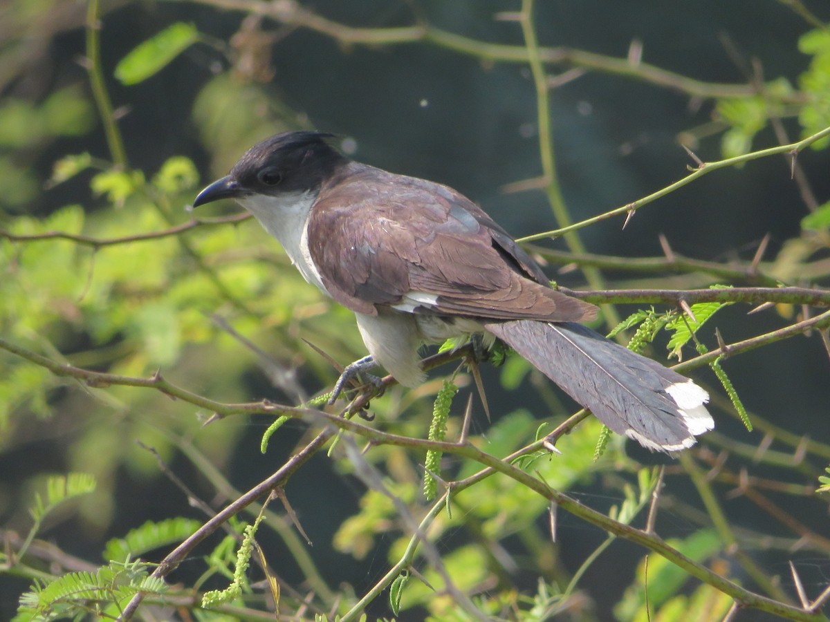 Pied Cuckoo - ML278915571