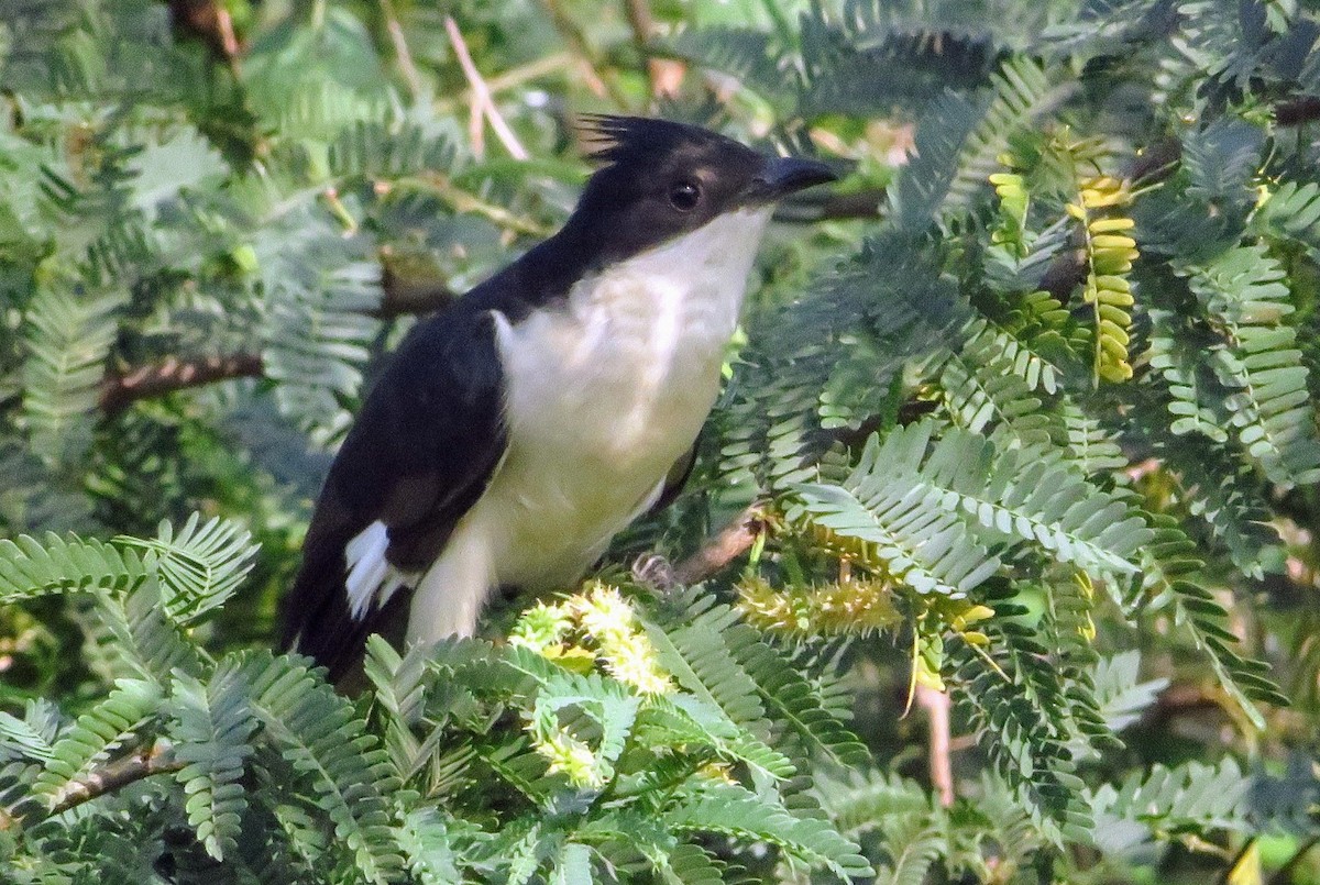 Pied Cuckoo - ML278915621