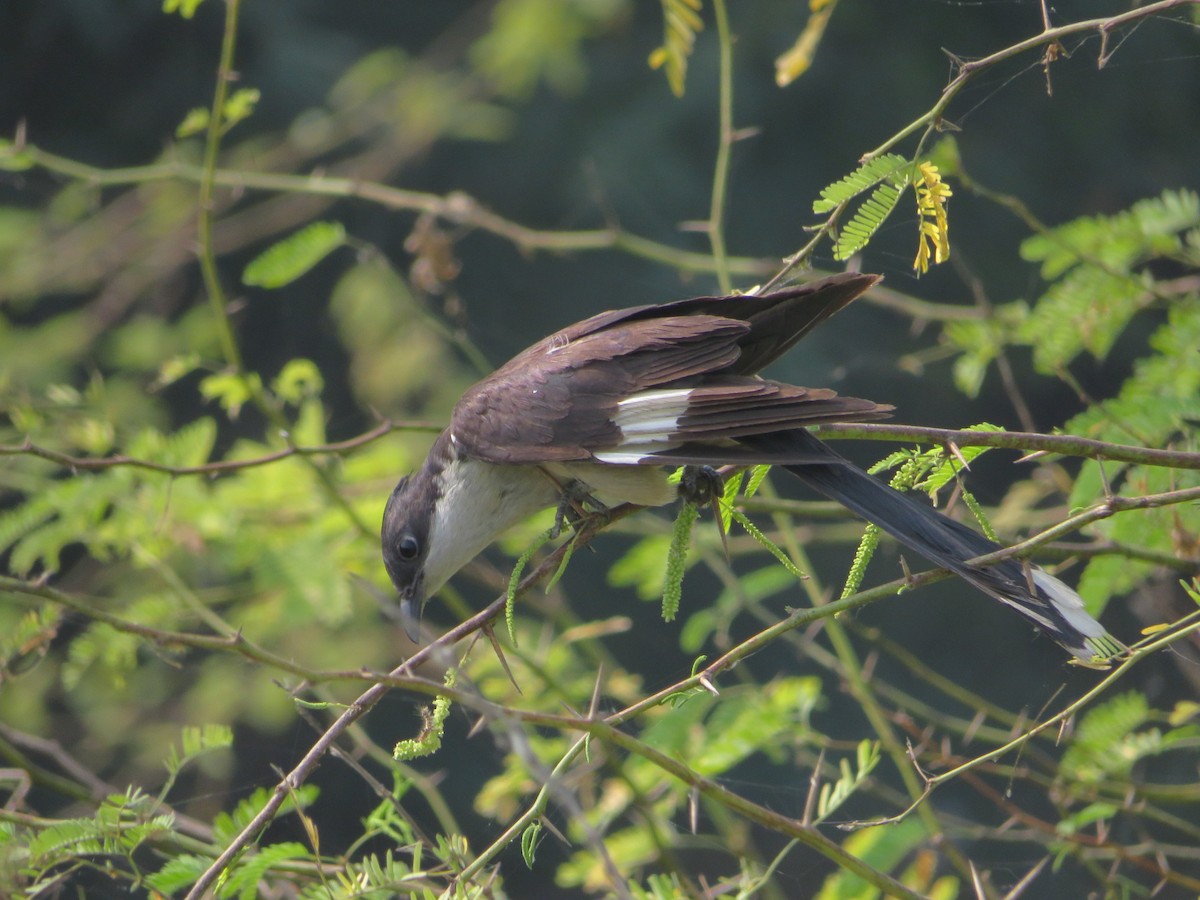 Pied Cuckoo - ML278915711