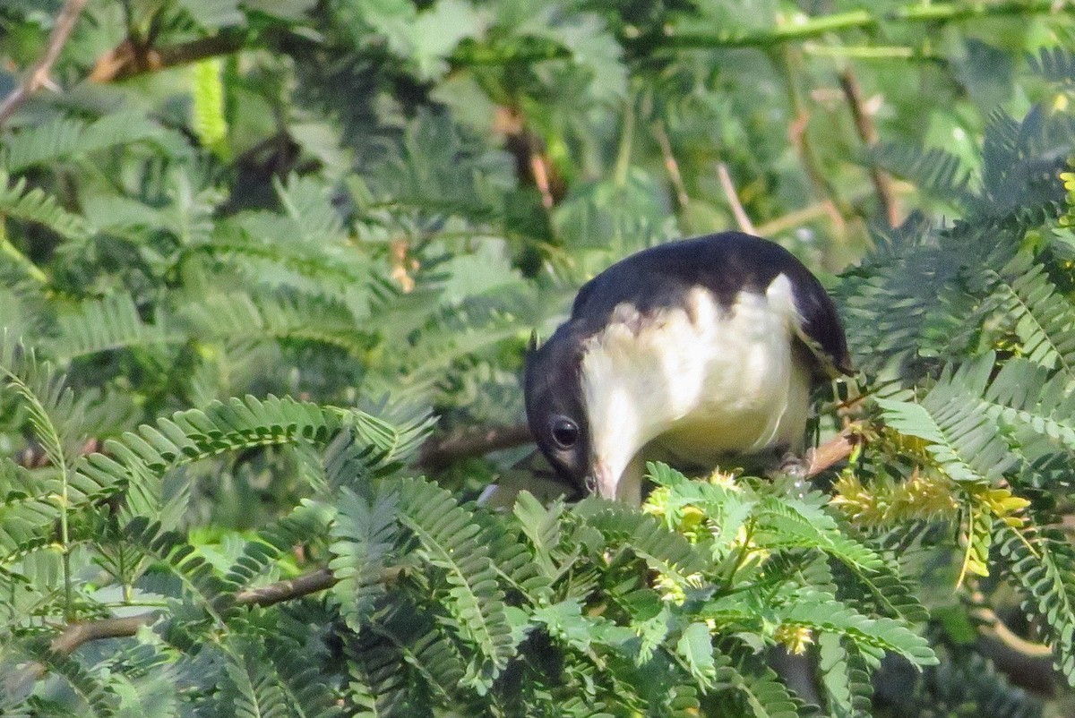 Pied Cuckoo - ML278915921