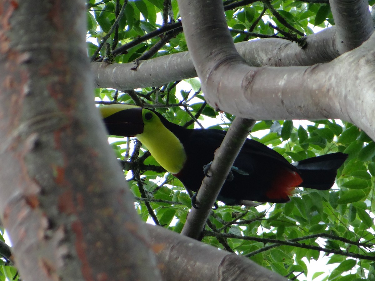 Yellow-throated Toucan - ML278917911