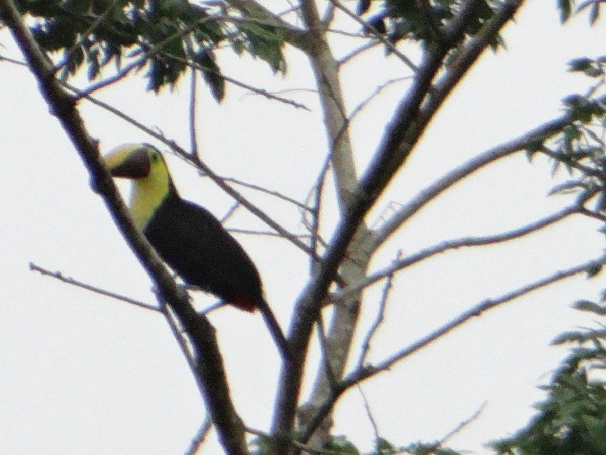 Yellow-throated Toucan - ML278917921