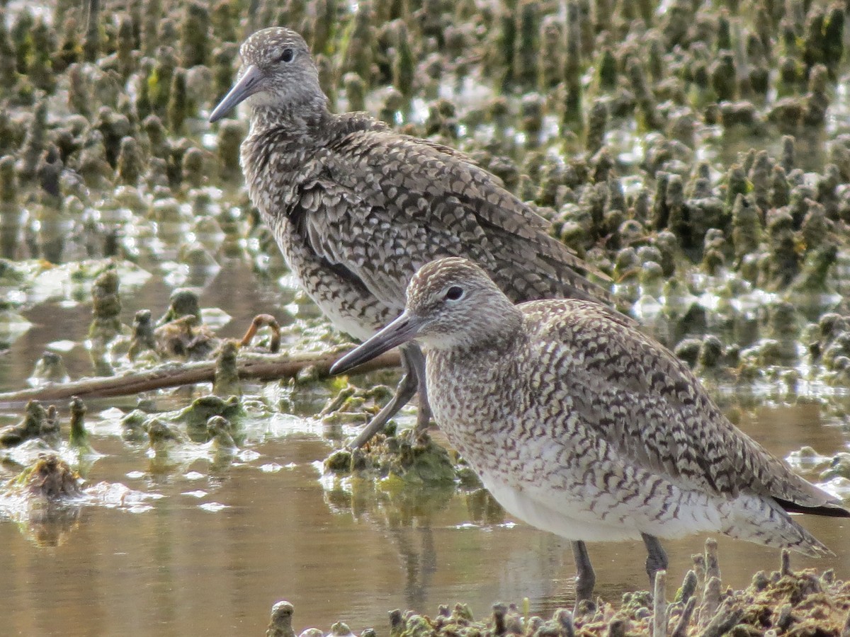 Willet - ML27891881